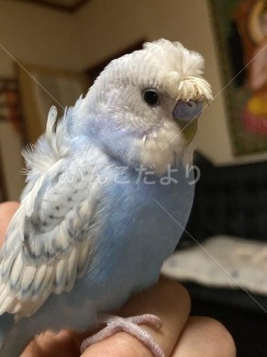 セキセイインコ 水色と白 福井市下荒井町でいなくなりました 泣 Yumeka 清明の手伝って 助けての助け合い ジモティー