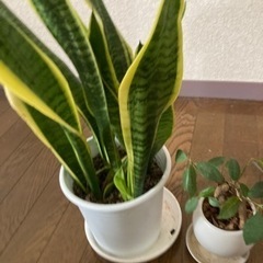 観葉植物 サンスベリア＋ガジュマル 決まりました