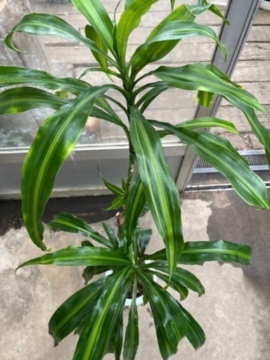 アオワーネッキー現品処分品 アルファ 沢良宜の家庭用品 ガーデニング の中古あげます 譲ります ジモティーで不用品の処分