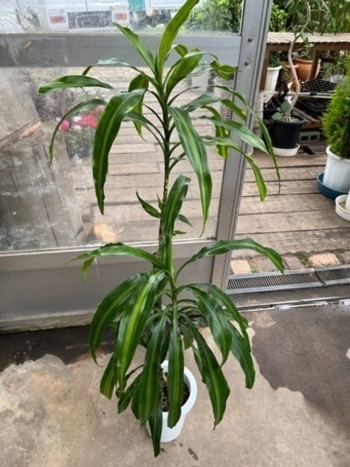 アオワーネッキー現品処分品 アルファ 沢良宜の家庭用品 ガーデニング の中古あげます 譲ります ジモティーで不用品の処分