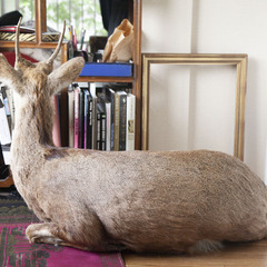 【希少】鹿 剥製 等身大 