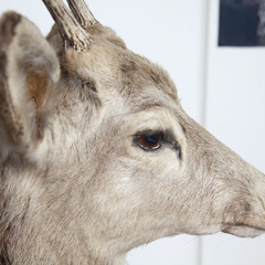 【希少】鹿 剥製 等身大 