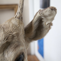 【希少】鹿 剥製 等身大 