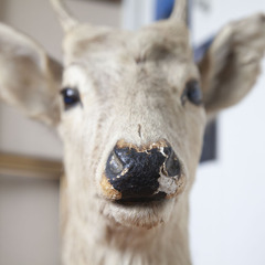 【希少】鹿 剥製 等身大 