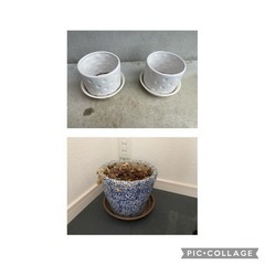 鉢植え　陶器