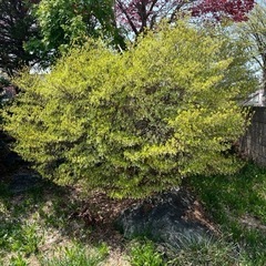 庭木　庭石　松　紅葉他