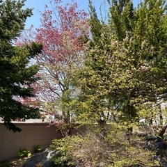 庭木　庭石　松　紅葉他