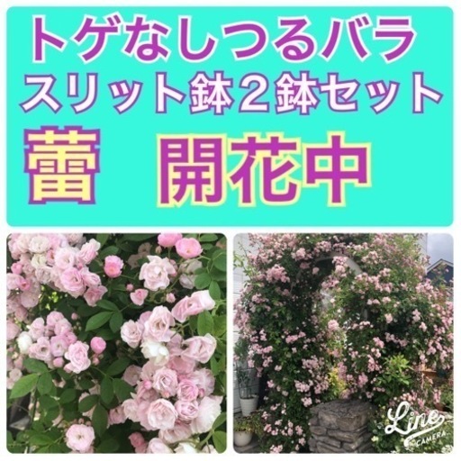 蕾付きトゲなしつるバラ2鉢セットスリット鉢植え郡舞 Torasiro 羽生のその他の中古あげます 譲ります ジモティーで不用品の処分 蕾付きトゲなしつるバラ2鉢セットスリット鉢植え郡舞 Torasiro 羽生のその他の中古あげます 譲ります ジモティーで不用品の処分