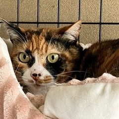 美猫　元飼い猫の三毛猫さん − 東京都
