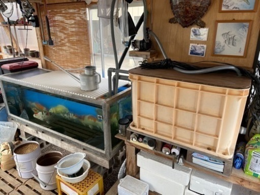 錦鯉飼育セット　取引者決定
