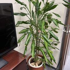 植栽