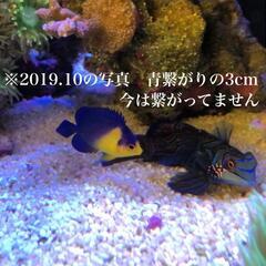 【粒餌爆食】スミレヤッコ 沖縄産