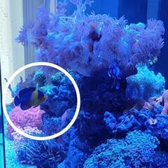 【粒餌爆食】スミレヤッコ 沖縄産