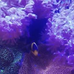 【粒餌爆食】スミレヤッコ 沖縄産