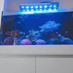 【粒餌爆食】スミレヤッコ 沖縄産