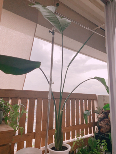 オーガスタ　観葉植物　180cmオーバー