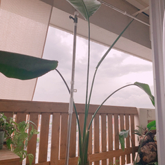 オーガスタ　観葉植物　180cmオーバー