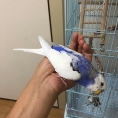 【里親決定】セキセイインコ