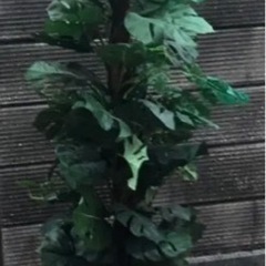 ⬛️ 稀少！⬛️ 超 デカ！⬛️ 葉っぱ、かなり多し！⬛️話題の