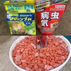 ココスヤシ🌴一鉢のみ!! 葉先まで大型約170cm