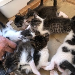 猫がたくさん産まれました。 - 里親募集