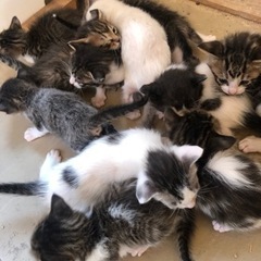 猫がたくさん産まれました。 − 広島県