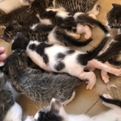 猫がたくさん産まれました。 - 広島市