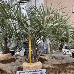 ココスヤシ、配送＋植え込み費コミコミ価格(関東圏