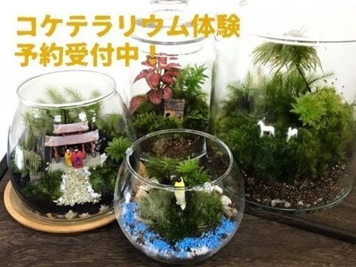 苔テラリウム体験教室 Chii てだこ浦西のものづくりの生徒募集 教室 スクールの広告掲示板 ジモティー 苔テラリウム体験教室 Chii てだこ浦西のものづくりの生徒募集 教室 スクールの広告掲示板 ジモティー