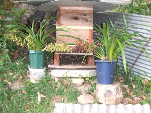 日本蜜蜂  みつばち　今春分蜂群です　金稜辺に誘引されて入居した群です　生き物なので直接手渡しで取引したいと思います　近隣なら配達も可能です