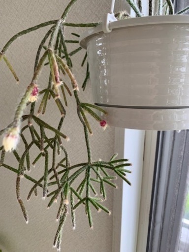 観葉植物 リプサリス花 アッシュ 中島公園のその他の中古あげます 譲ります ジモティーで不用品の処分
