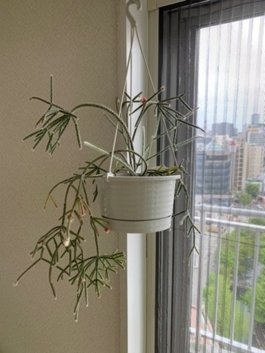 観葉植物 リプサリス花 アッシュ 中島公園のその他の中古あげます 譲ります ジモティーで不用品の処分