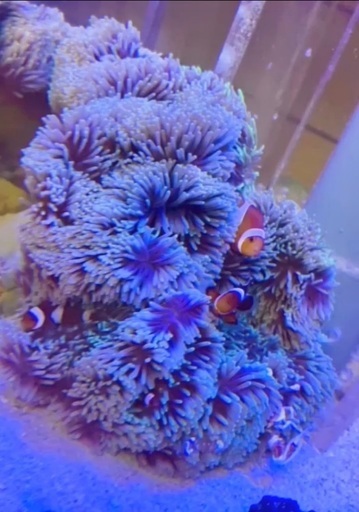 ハタゴイソギンチャク❸