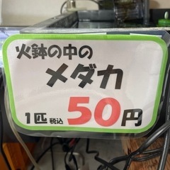 メダカ1匹50円!!