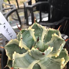 アガベ　アトミックゴールド