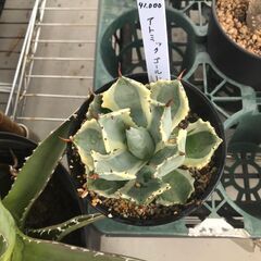 アガベ AG アトミックゴールド 重田スペシャル アガベ AG アトミックゴールド 重田スペシャル - メルカリ