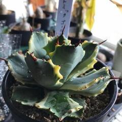 アガベ　アトミックゴールド