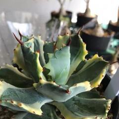 アガベ　アトミックゴールド