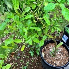 コブミカン4年生鉢植え