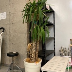 受け渡し予定あり 受付終了 YUCCA 青年の樹 ユッカ エレフ...