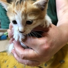 子猫1ヶ月半三毛の女の子　肉球が花柄