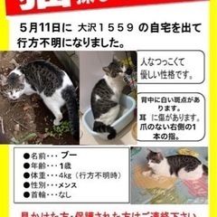 猫ちゃんを探してます！！