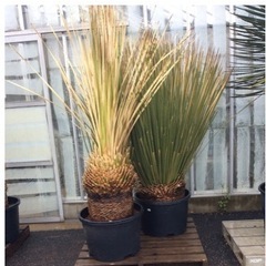 ダシリリオン２５万均一 ダシリリオン25万均一