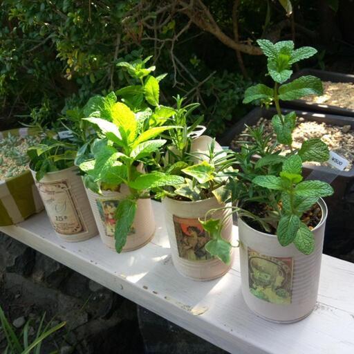 ハーブ寄せ植えローズマリーアップルミント おしゃれリメ缶 ジュリー 庭瀬の家具の中古あげます 譲ります ジモティーで不用品の処分