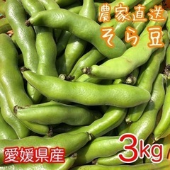 農家の直売　そら豆 3kg ソラマメ 空豆 蚕豆　①