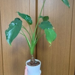 クワズイモ　観葉植物　交渉中