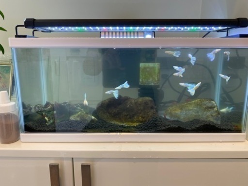 RREA ドイツイエロー　水槽　ライト　フィルター餌　グッピー　レッドチェリーシュリンプ  フルセット