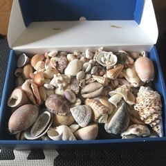 ハワイ、沖縄の貝殻たち　3kgくらい