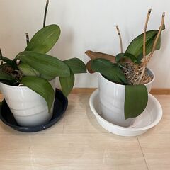 胡蝶蘭鉢植え２つ