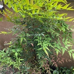 植木　１６０センチ